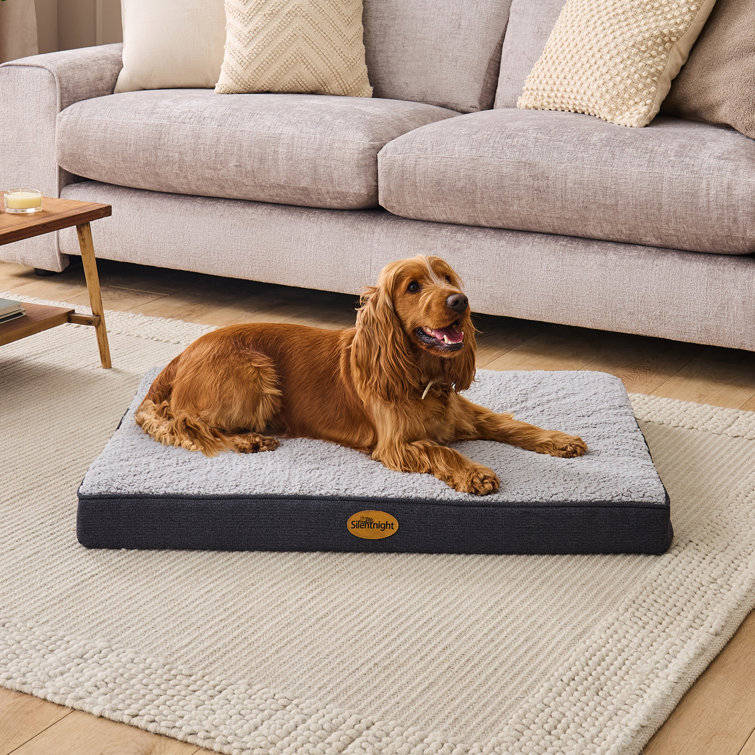 Pet buy Bed